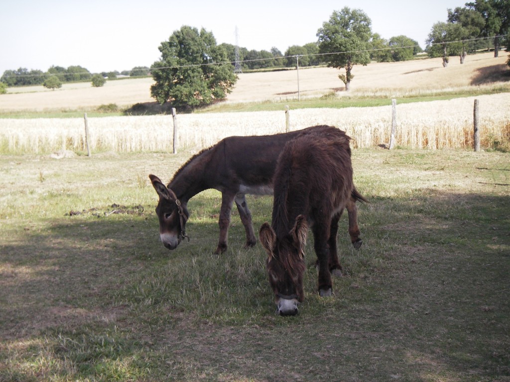 and I said hello to the donkeys, they are friendly caracters