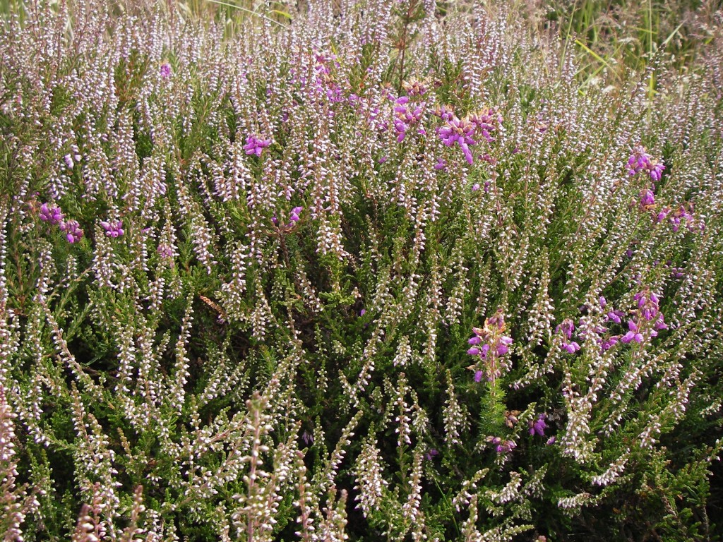 the heather not yet in bloom... I have to come back!