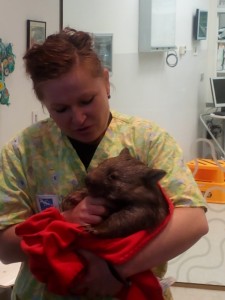 Baby wombat, I could pet him, the fur is not at all soft, more like a pig actually