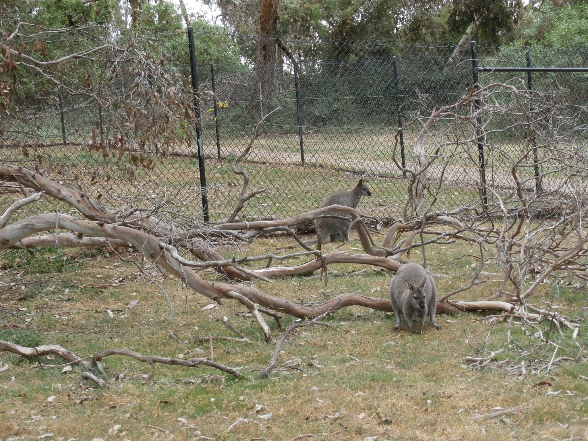 Kangaroo imposters, i.e. wallabies