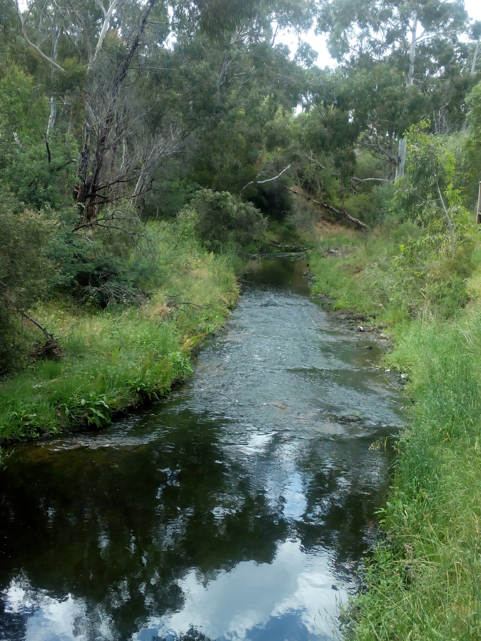 Darebyn Creek