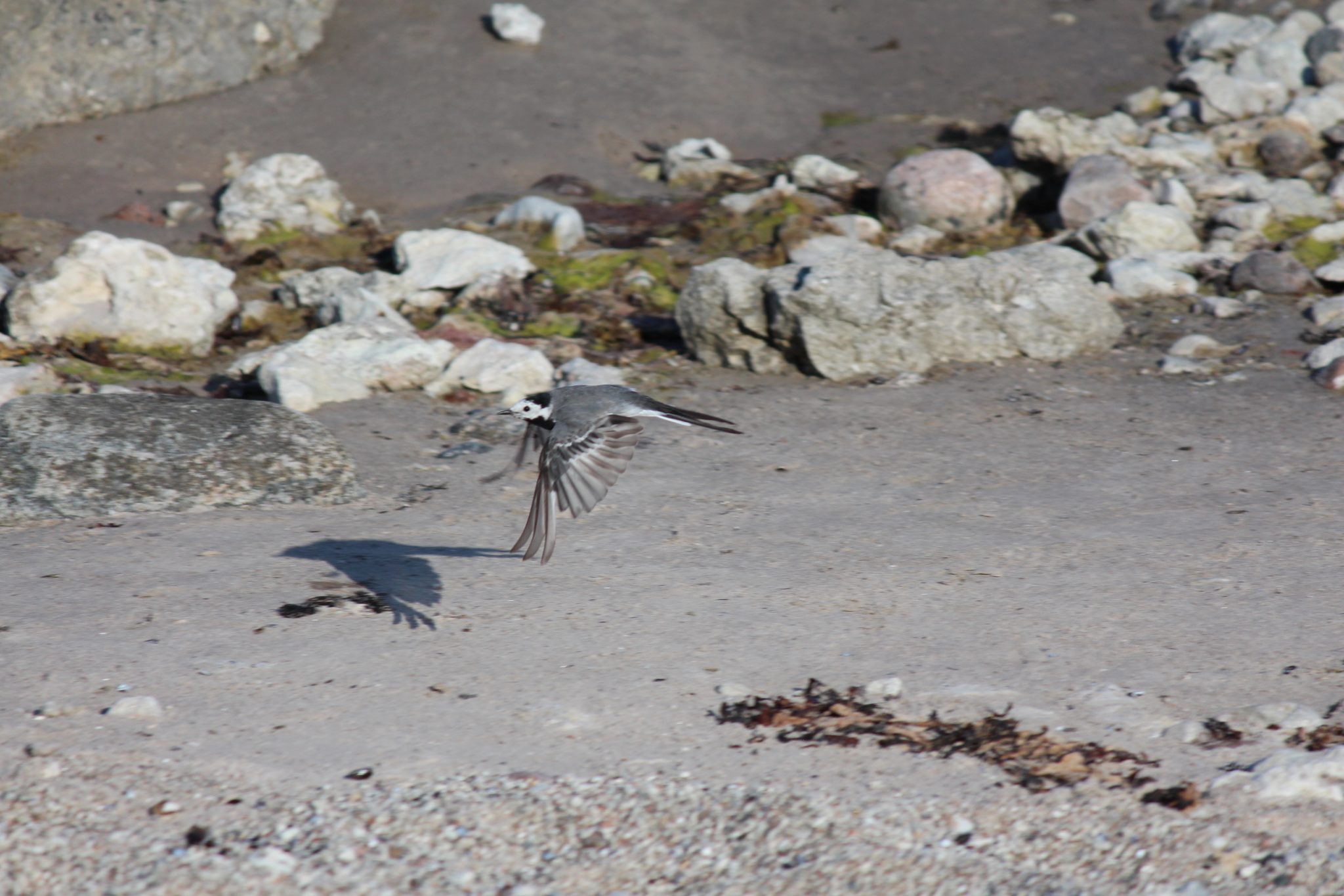Wagtail coming in for landing.